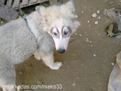 yumak Erkek Alaskan Malamute