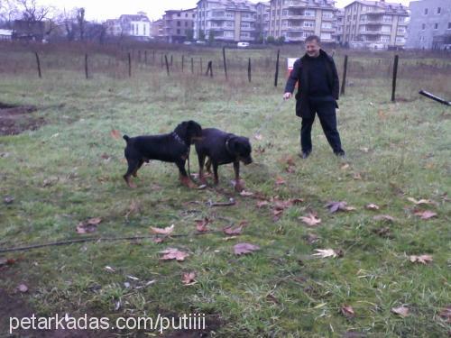 puti Dişi Rottweiler