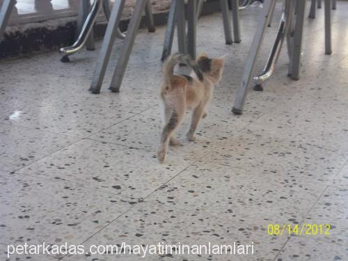 maviş Dişi Maine Coon