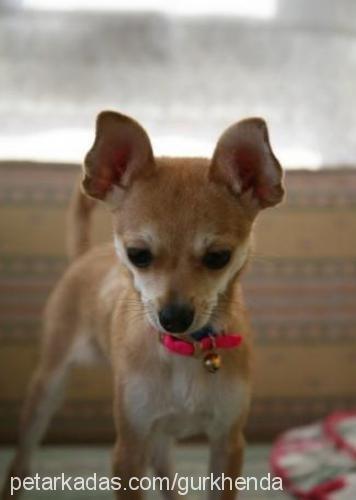 midas Dişi Chihuahua