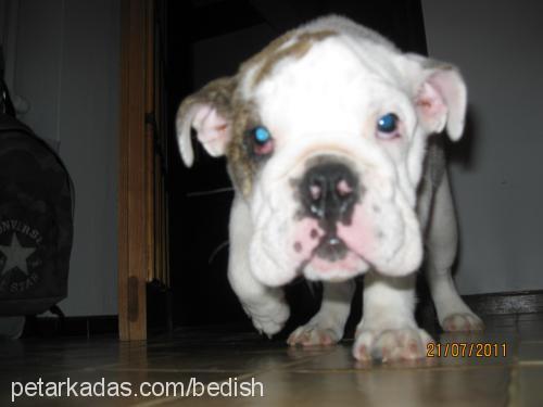 bediş Dişi İngiliz Bulldog