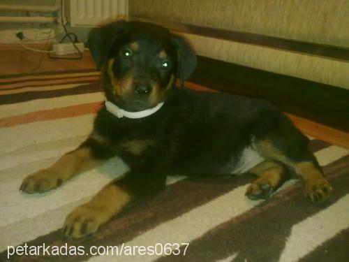 ares Erkek Rottweiler