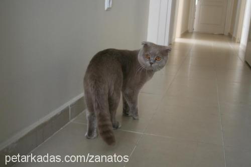 palmİra Dişi British Shorthair