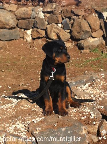 zeus Erkek Rottweiler