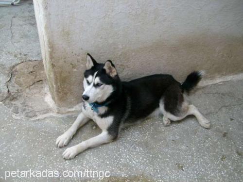 rebellıous Dişi Sibirya Kurdu (Husky)