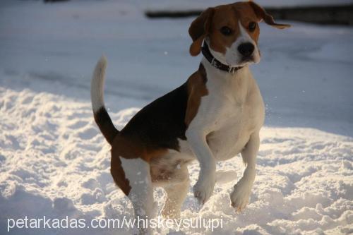 whiskeysulupi Erkek Beagle