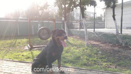 şimon Erkek Rottweiler