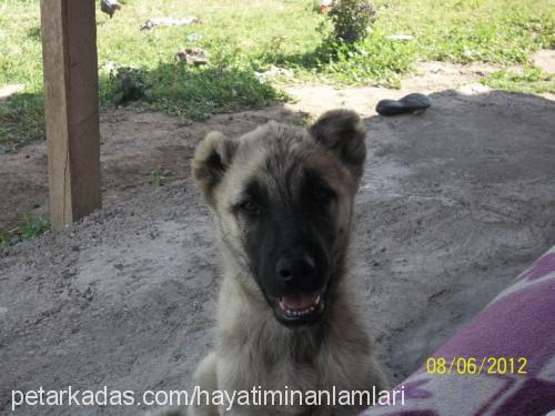 paşa Erkek Kangal