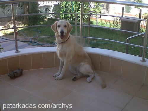 archy Erkek Golden Retriever