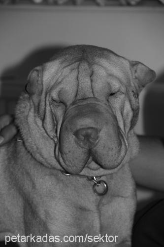 sektor Erkek Çin Shar-Pei