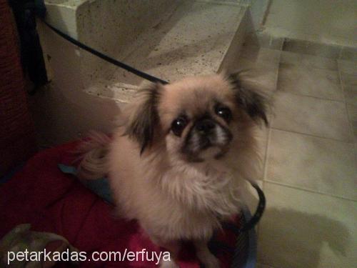 lakİ Erkek Pekingese