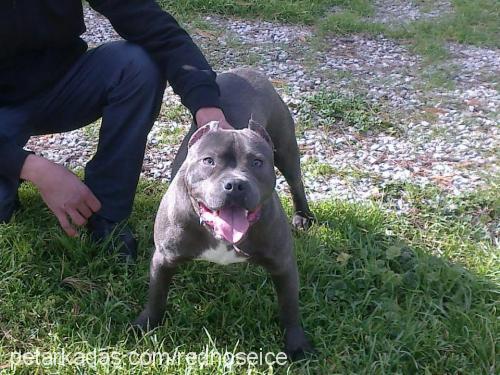 thalia Dişi Amerikan Staffordshire Terrier