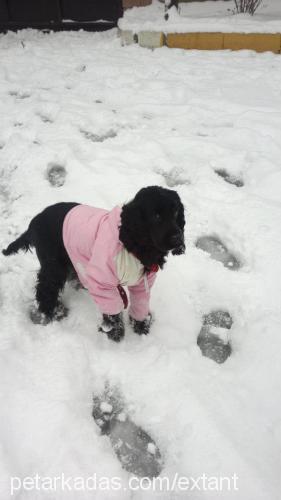 zeytin Dişi Amerikan Cocker Spaniel