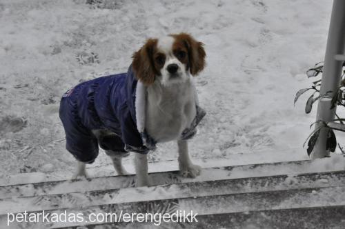 riley Dişi Cavalier King Charles Spanieli