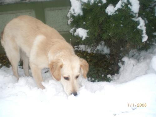 çakıl Dişi Golden Retriever