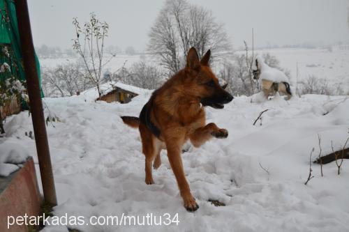 sunny Dişi Alman Çoban Köpeği