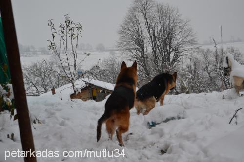 sunny Dişi Alman Çoban Köpeği