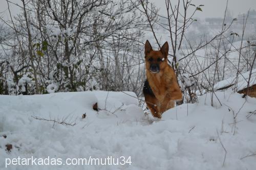 sunny Dişi Alman Çoban Köpeği