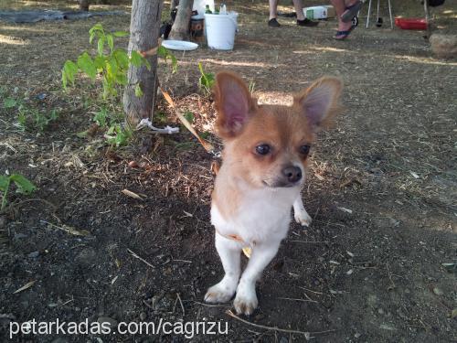 Çakıl Erkek Chihuahua