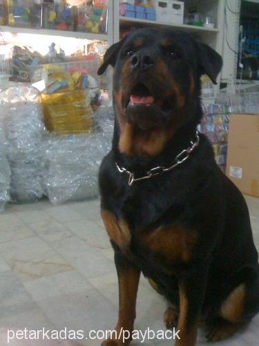 sultan Dişi Rottweiler