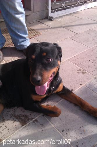 heramm Dişi Rottweiler