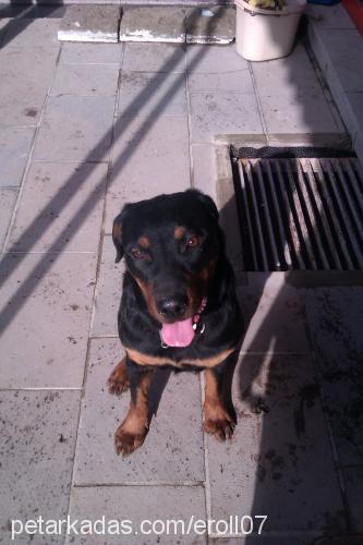 heramm Dişi Rottweiler