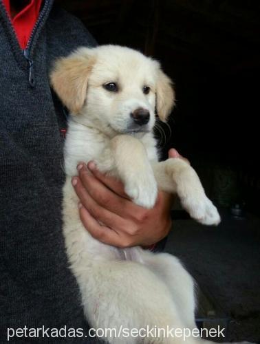 mandy Dişi Golden Retriever