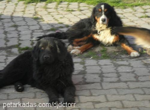 alice Dişi Bernese Dağ Köpeği