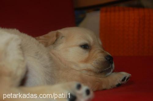 patii Dişi Golden Retriever