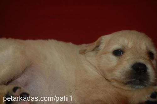 patii Dişi Golden Retriever