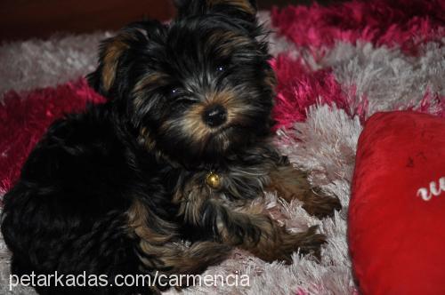 theodore Erkek Yorkshire Terrier