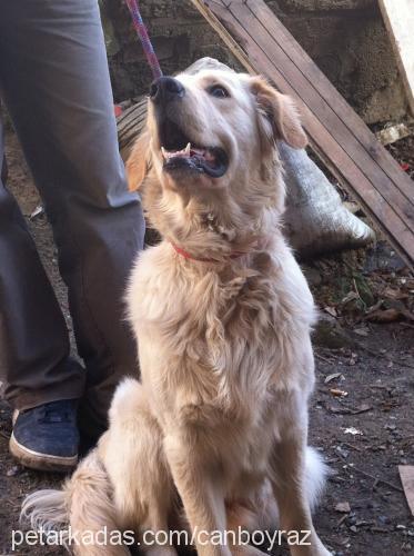 paşa Erkek Golden Retriever