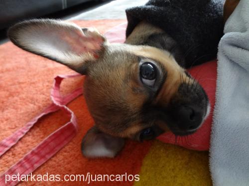 carlos Erkek Chihuahua