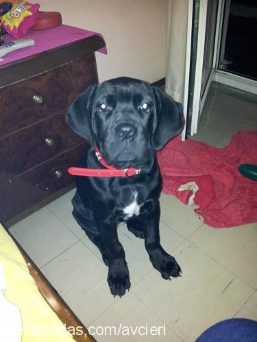 karacan Dişi Cane Corso Italiano