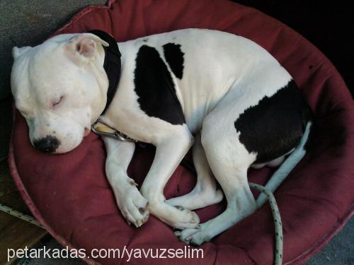 ice Erkek Amerikan Staffordshire Terrier