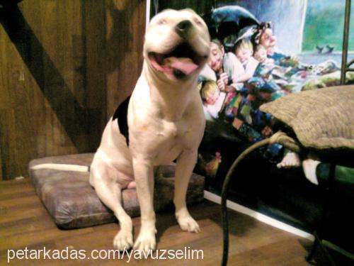 ice Erkek Amerikan Staffordshire Terrier