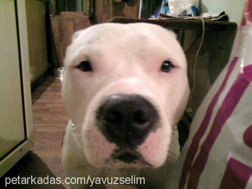 ice Erkek Amerikan Staffordshire Terrier