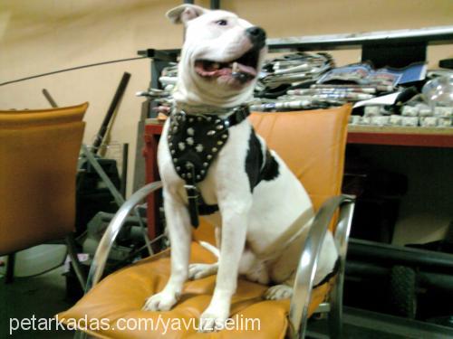 ice Erkek Amerikan Staffordshire Terrier