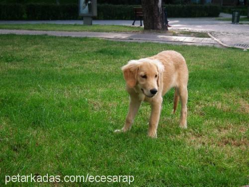 şarap Dişi Golden Retriever