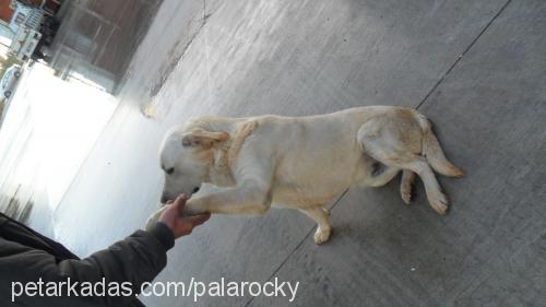 palarocky Erkek Labrador Retriever