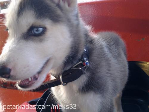 max Erkek Sibirya Kurdu (Husky)