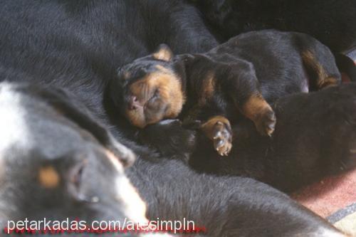 18.01.2013yavru Dişi Rottweiler