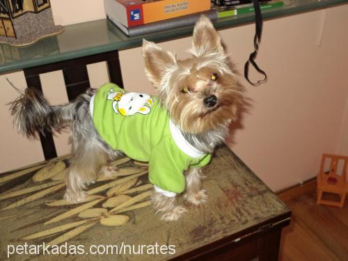 ateş Erkek Yorkshire Terrier