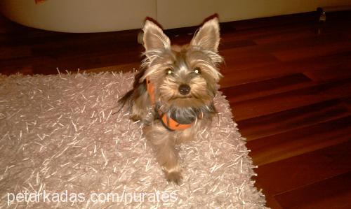 ateş Erkek Yorkshire Terrier