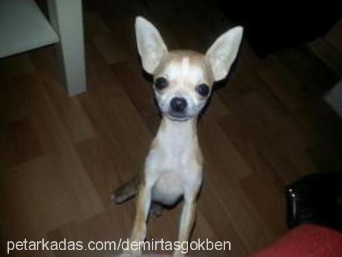 pixie Dişi Chihuahua