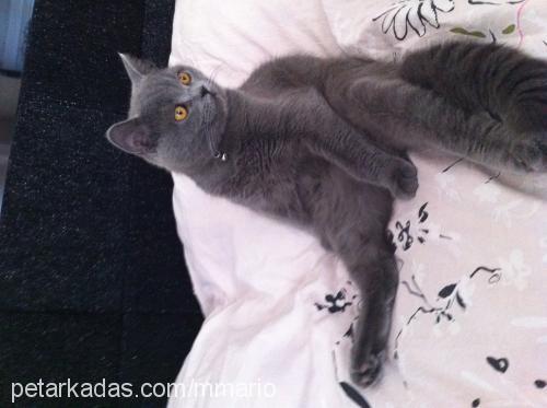 mario Erkek British Shorthair