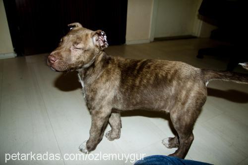 ..juliet.. Dişi Staffordshire Bull Terrier