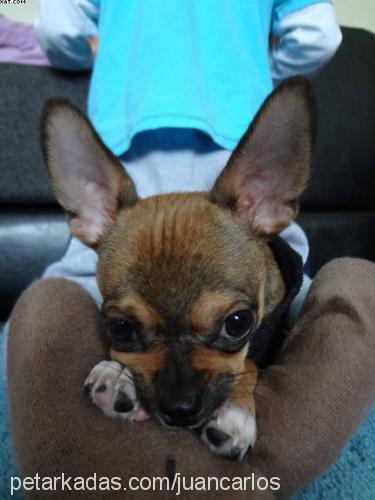 carlos Erkek Chihuahua