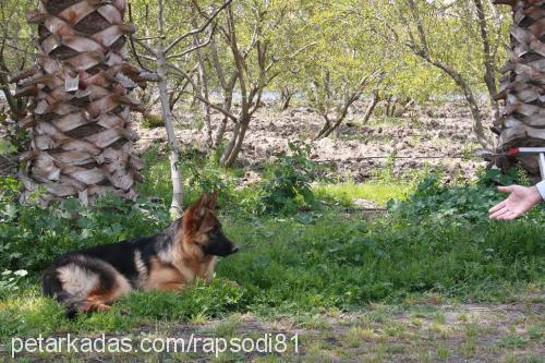 nora Dişi Alman Çoban Köpeği