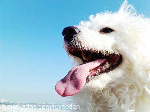 Şila Dişi West Highland White Terrier